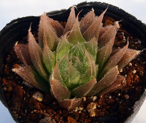 yWGvcznI`A@A@9cm|bgϗtA G  CeA 炵 nIVA haworthia T{e A