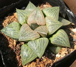 RvgjA[iyWGvcznI`A@A@9cm|bgϗtA G  CeA 炵 nIVA haworthia T{e A