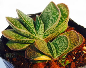 nсinNojVLjKXeA@A@9cm|bgϗtA G  CeA 炵 A  x eE |bg