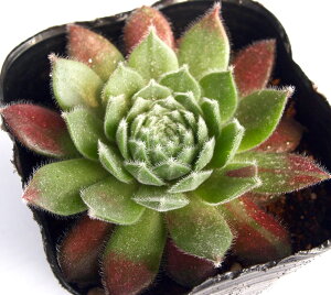 oj[K[@ZyrE@A@9cm|bgϗtA G  CeA 炵nA A q  gt