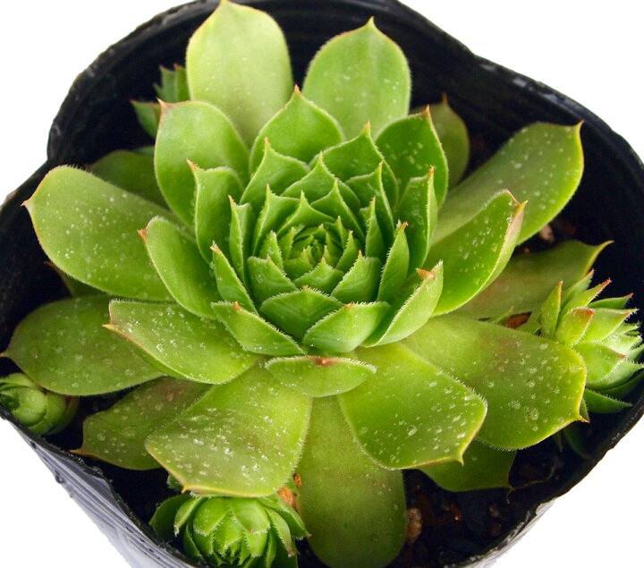 楽天市場】レッドベル センペルビウム属 多肉植物 9cmポット観葉植物 