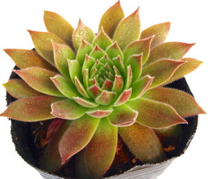 pVtBbNZNV[@ZyrE@A@9cm|bgϗtA G  CeA 炵nA A q  gt