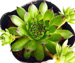 NNt@ZyrE@A@9cm|bgϗtA G  CeA 炵nA A q  gt