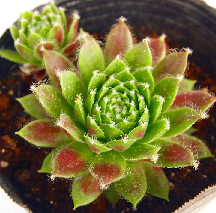 楽天市場】レグニ センペルビウム属 多肉植物 9cmポット観葉植物 雑貨 