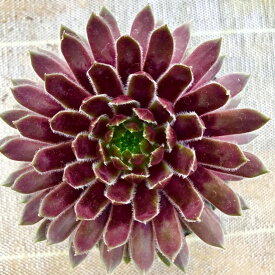 楽天市場 多肉 センペルビウム 種類の通販