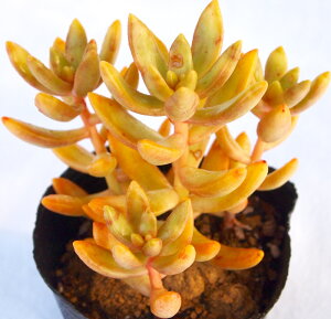 iCQcjZ_@A@9cm|bgϗtA G  CeA 炵 A Aؔ rO A gt