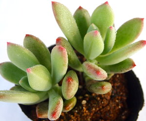 XC[gLfB[@pLtBc@A@9cm|bgϗtA G  CeA 炵  A ĕ ؂߂  