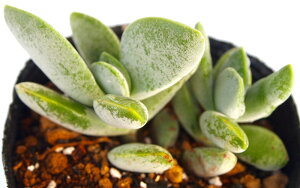 AC{[^[ NbX@A@9cm|bgϗtA G  CeA 炵 At }  ~^ Č^