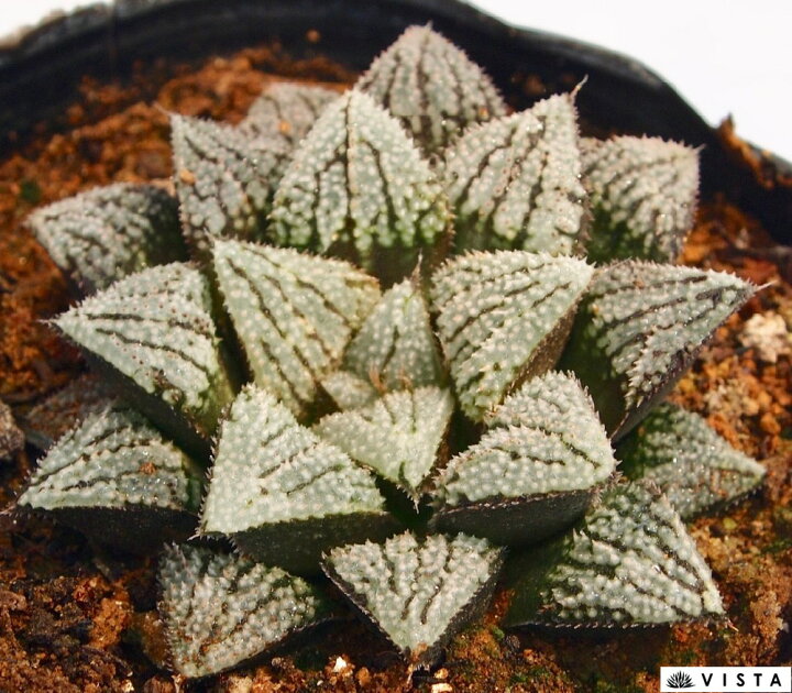 楽天市場 夢殿 ユメドノ ハオルチア属 ジュエルプランツ 多肉植物 9cmポット観葉植物 雑貨 おすすめ インテリア 暮らし ハオルシア Haworthia サボテン 植物 多肉植物専門店 ビスタ