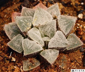 白王城（ハクオウジョウ）ハオルチア属　多肉植物　9cmポット観葉植物 雑貨 おすすめ インテリア 暮らし ハオルシア haworthia サボテン 植物
