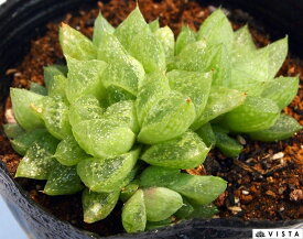 雪の華（ユキノハナ）　ハオルチア属　【ジュエルプランツ】多肉植物　9cmポット観葉植物 雑貨 おすすめ インテリア 暮らし ハオルシア haworthia サボテン 植物
