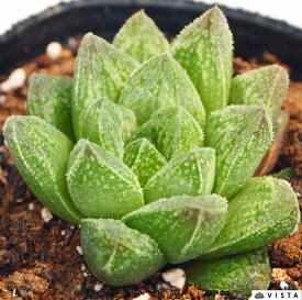 古都姫（コトヒメ）　ハオルチア属　【ジュエルプランツ】多肉植物　9cmポット観葉植物 雑貨 おすすめ インテリア 暮らし ハオルシア haworthia サボテン 植物