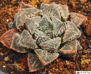 VXiVRIUgEj@nI`A@yWGvczA@9cm|bgϗtA G  CeA 炵 nIVA haworthia T{e A