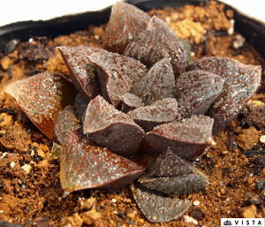 ԋSiAJIjj@nI`A@yWGvczA@9cm|bgϗtA G  CeA 炵 nIVA haworthia T{e A