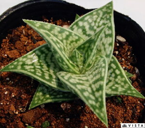 観葉植物 アロエ 多肉植物の人気商品 通販 価格比較 価格 Com