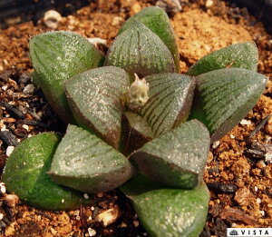 ubNXpC@nI`A@A@9cm|bgϗtA G  CeA 炵 nIVA haworthia T{e A