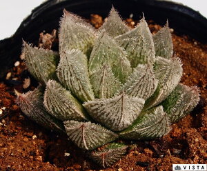 GiVLG}Lj@nI`A@A@9cm|bgϗtA G  CeA 炵 nIVA haworthia T{e A