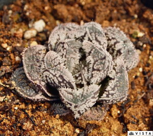 ႤiLETMj@nI`A@A@9cm|bgϗtA G  CeA 炵 nIVA haworthia T{e A