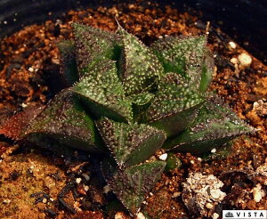 Gh̘fiGhmNZCj@nI`A@A@9cm|bgϗtA G  CeA 炵 nIVA haworthia T{e A