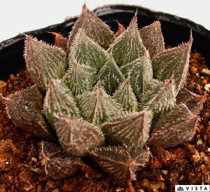 GiVNG}Lj@nI`A@A@9cm|bgϗtA G  CeA 炵 nIVA haworthia T{e A