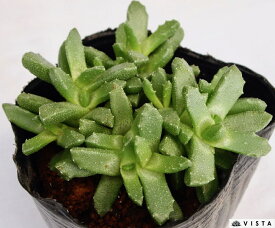 笹舟玉（ササフネギョク）　ストマチウム属　多肉植物　9cmポット