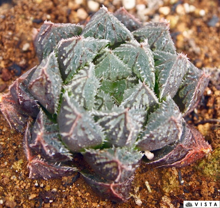 楽天市場 新夢殿 シンユメデン ハオルチア属 多肉植物 9cmポット観葉植物 雑貨 おすすめ インテリア 暮らし ハオルシア Haworthia サボテン 植物 多肉植物専門店 ビスタ