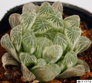 iVXCVEjnI`A@yWGvczA@9cm|bgϗtA G  CeA 炵 nIVA haworthia T{e A