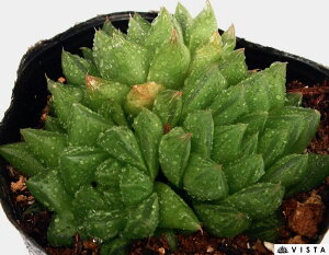 観葉植物 多肉植物 ハオルシアの人気商品 通販 価格比較 価格 Com