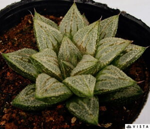 iVLj@nI`AyWGvczA@9cm|bgϗtA G  CeA 炵 nIVA haworthia T{e A