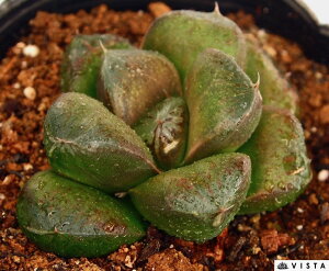 観葉植物 ハオルチア 錦の通販 価格比較 価格 Com