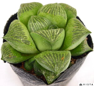 観葉植物 多肉植物 高いの人気商品 通販 価格比較 価格 Com 観葉植物 多肉植物 高いの人気商品 通販 価格比較 価格 Com