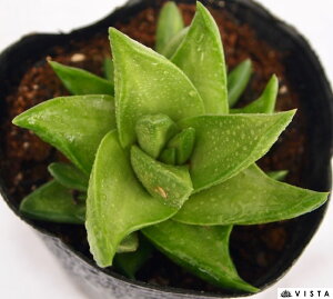 ԁitEVjnI`AyWGvcz@A@9cm|bgϗtA G  CeA 炵 nIVA haworthia T{e A