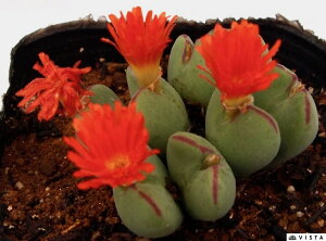 ԉini]mj@RmtBc@A@9cm|bg