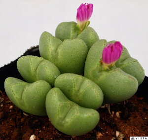 g̉ԁitWi~mnij@RmtBc@A@9cm|bg