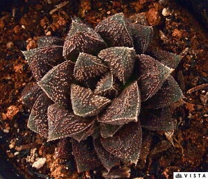 уKjiPKjj@nI`A@yWGvczA@9cm|bgϗtA G  CeA 炵 nIVA haworthia T{e A