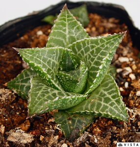 ebZ[^@nI`A@yWGvczA@9cm|bgϗtA G  CeA 炵 nIVA haworthia T{e A