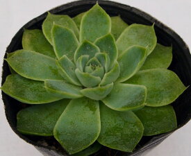 楽天市場 多肉 植物 専門 ビスタ サハラの通販