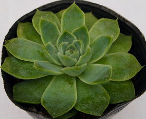 Tn@GPxA@A@9cm|bgϗtA G  CeA 炵  A ĕ T{e 