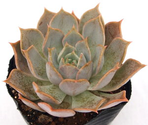 `F[NB[@GPxA@A@9cm|bgϗtA G  CeA 炵  A ĕ T{e 