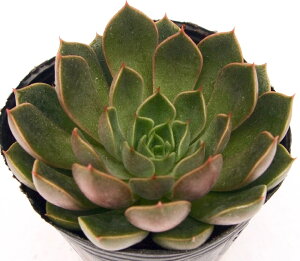 V_}@GPxA@A@9cm|bgϗtA G  CeA 炵  A ĕT{e 