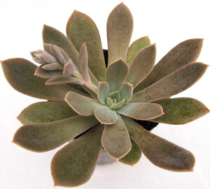 ]iX~Gj@GPxA@A@9cm|bgϗtA G  CeA 炵  A ĕ T{e 