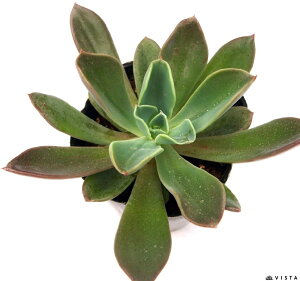 観葉植物 エケベリア 多肉植物 Diy 工具の人気商品 通販 価格比較 価格 Com