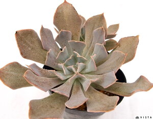 Tugbv@GPxA@A@9cm|bgϗtA G  CeA 炵  A ĕ T{e 