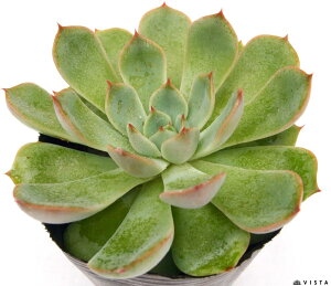 PiVLqj@GPxA@A@9cm|bgϗtA G  CeA 炵  A ĕ T{e 