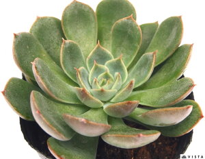 [T@GPxA@A@9cm|bgϗtA G  CeA 炵  A ĕ T{e 