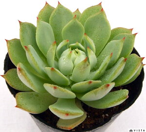 vY@GPxA@A@9cm|bgϗtA G  CeA 炵  A ĕ T{e 