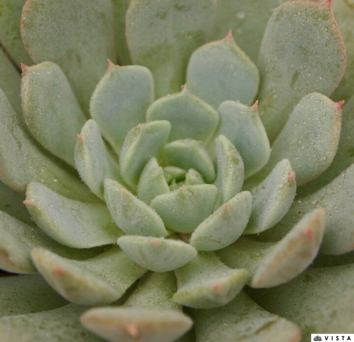 楽天市場 クララ エケベリア属 多肉植物 9cmポット観葉植物 雑貨 おすすめ インテリア 暮らし 室内 植物 育て方 サボテン 多肉 多肉植物専門店 ビスタ