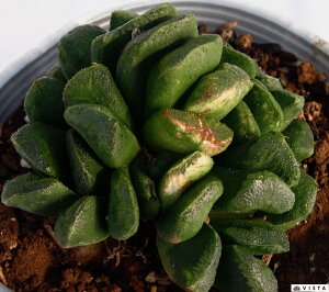 サボテン 雑貨 観葉植物の人気商品 通販 価格比較 価格 Com