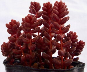 ʗti^}ojZ_@A@9cm|bgϗtA G  CeA 炵 A Aؔ rO A gt