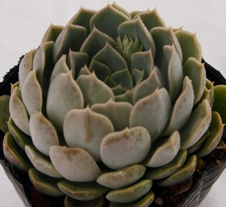 楽天市場 メリーベル エケベリア属 多肉植物 9cmポット観葉植物 雑貨 おすすめ インテリア 暮らし 室内 植物 育て方 サボテン 多肉 多肉植物専門店 ビスタ
